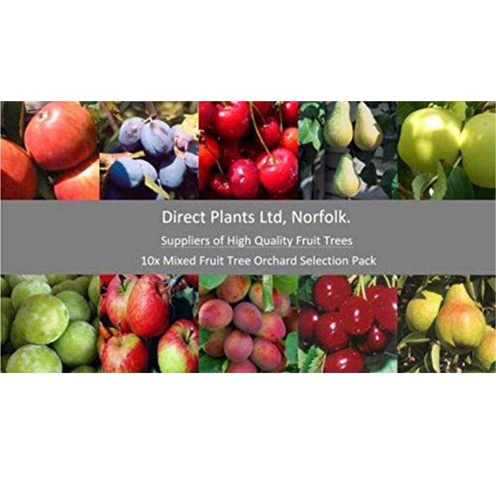 10x Mixed Large Fruit Tree Selection Pack Create Your Own Orchard 10 5-6ft Tall 2-3yr Trees Supplied Bare Rooted