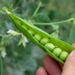 Pea 'alderman' Maincrop - Multi-sown Despatched From April | 12 x Plug Plants | Green