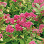 Spiraea Japonica 'magic Carpet' Compact Pink-flowering Groundcover Shrub | 1 x 9cm