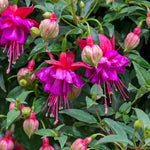 Fuchsia Standard 'winston Churchill' | 1 x 3L | Purple