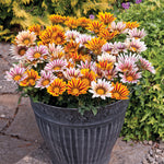 Summer Container Collection 24 Plugs