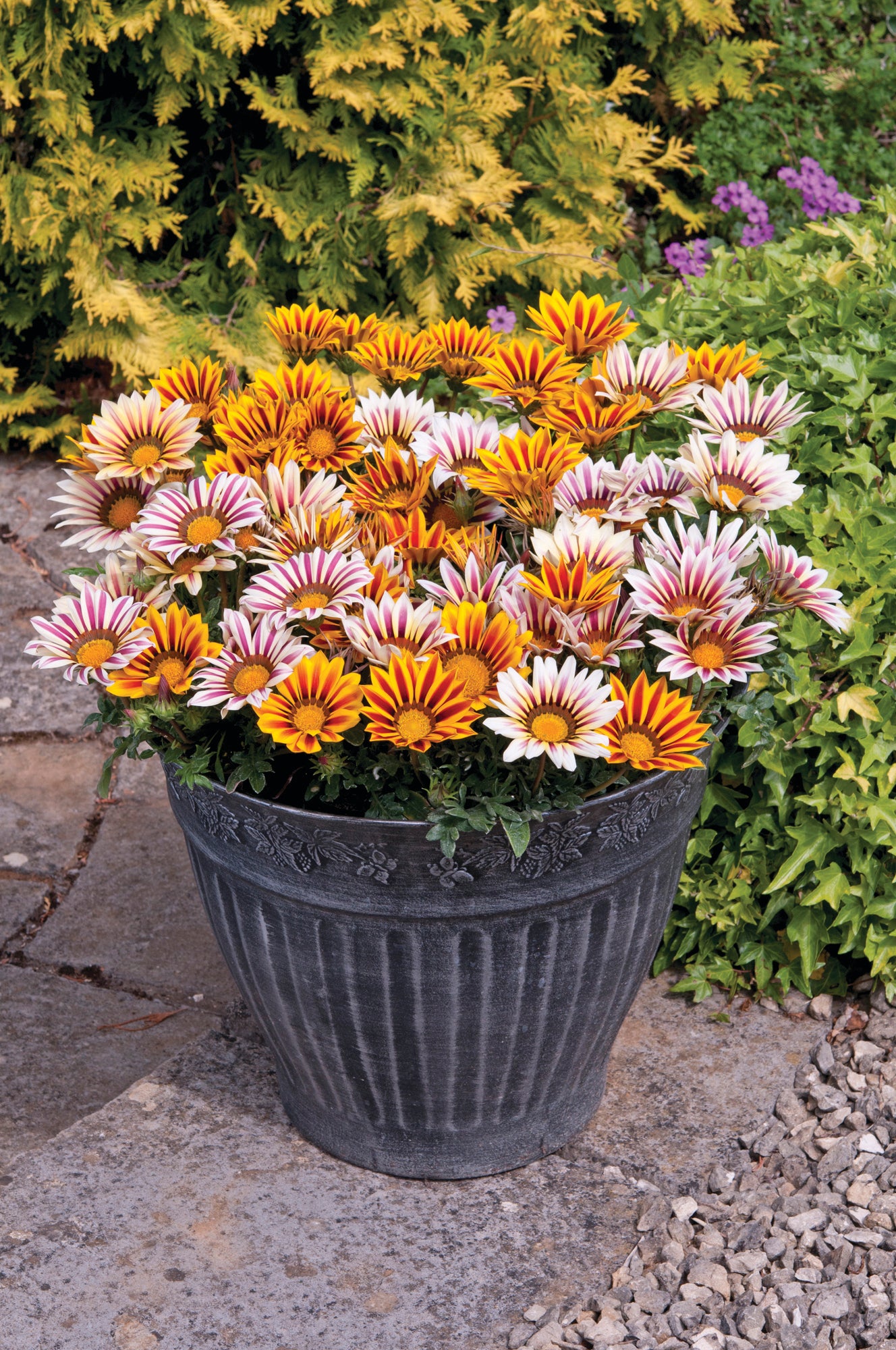 Summer Container Collection 24 Plugs