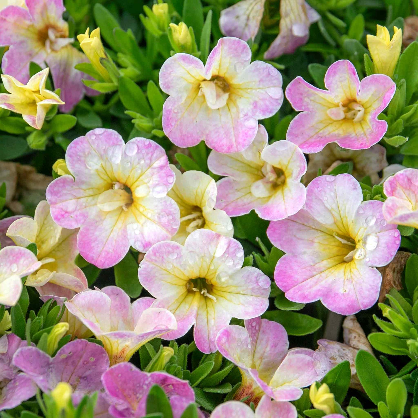 Calibrachoa 'can Can Fancy Francy' | 12 x Plug Plants | Pink
