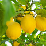 Thompson & Morgan Citrus Tree Collection - Lemon, Orange, Lime (citrus Fruit)