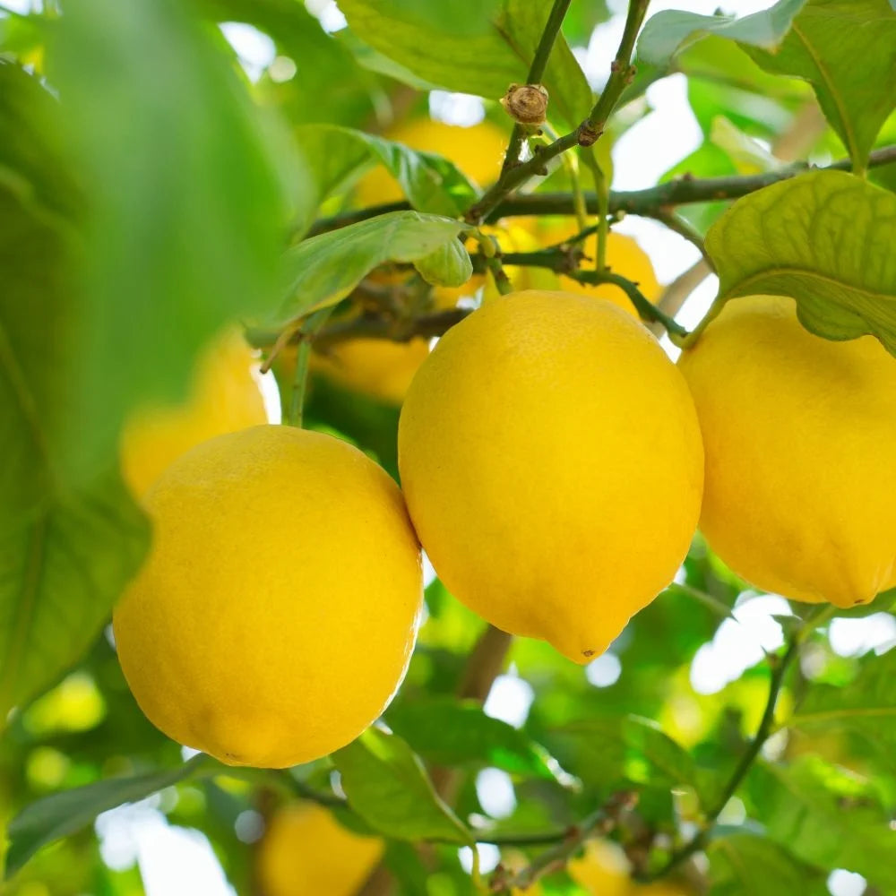 Thompson & Morgan Citrus Tree Collection - Lemon, Orange, Lime (citrus Fruit)