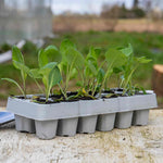 Pointed Hispi Cabbage | 12 x Garden Ready Plants | Green