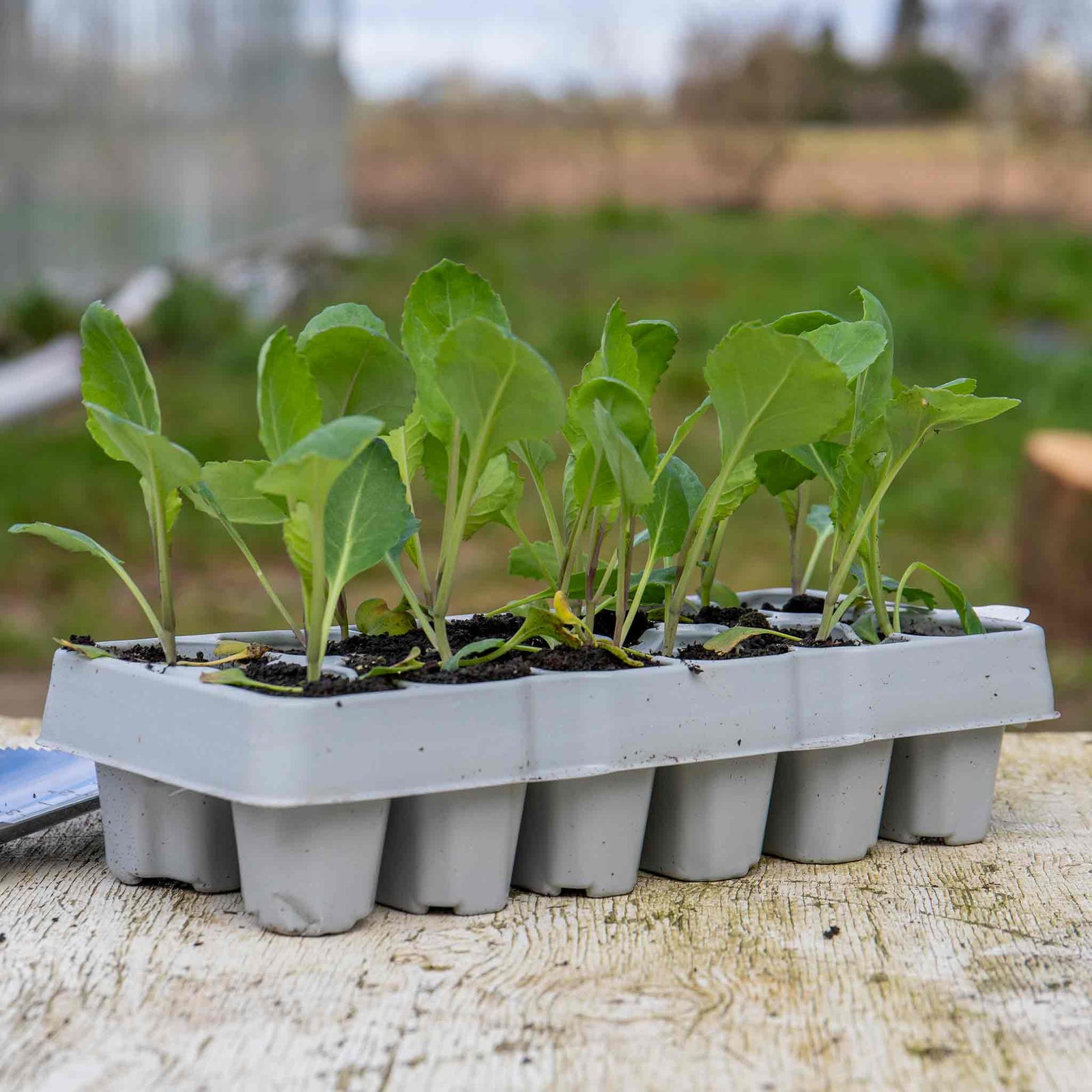 Savoy Cabbage 'serpentine' F1 Hybrid Garden Ready Plants | 12 x Garden Ready Plugs | Green