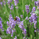 Thompson & Morgan Lavender Lavandula Angustifolia Duo 144 Plug Plants Hidcote; Munstead