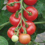 Organic Matina Tomato – Early Salad, Firm-skinned Seeds | 45 Seeds