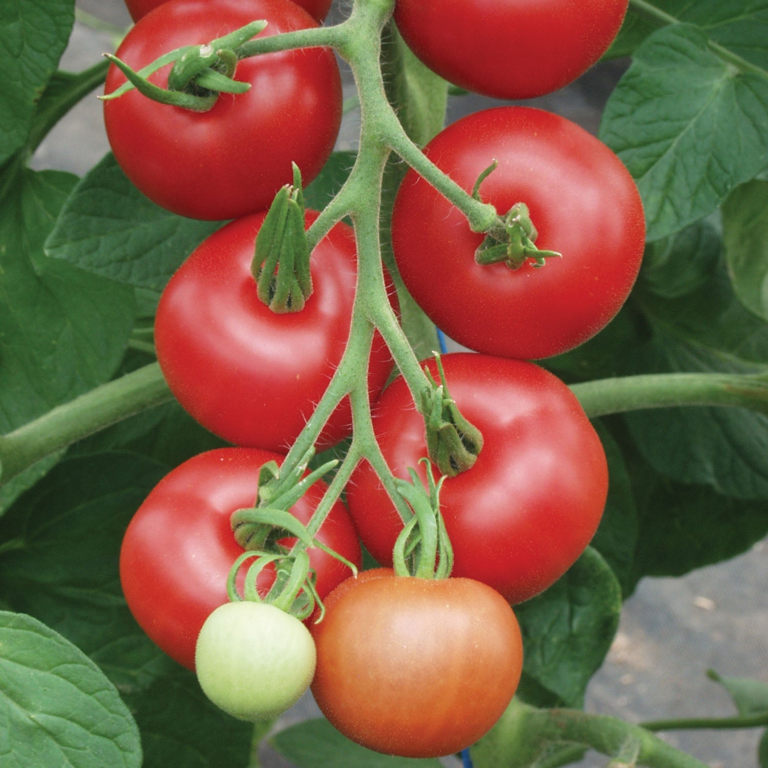 Organic Matina Tomato – Early Salad, Firm-skinned Seeds | 45 Seeds