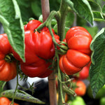 Complete Tomato Collection For Greenhouse, Patio And Garden Seeds | Set of 9