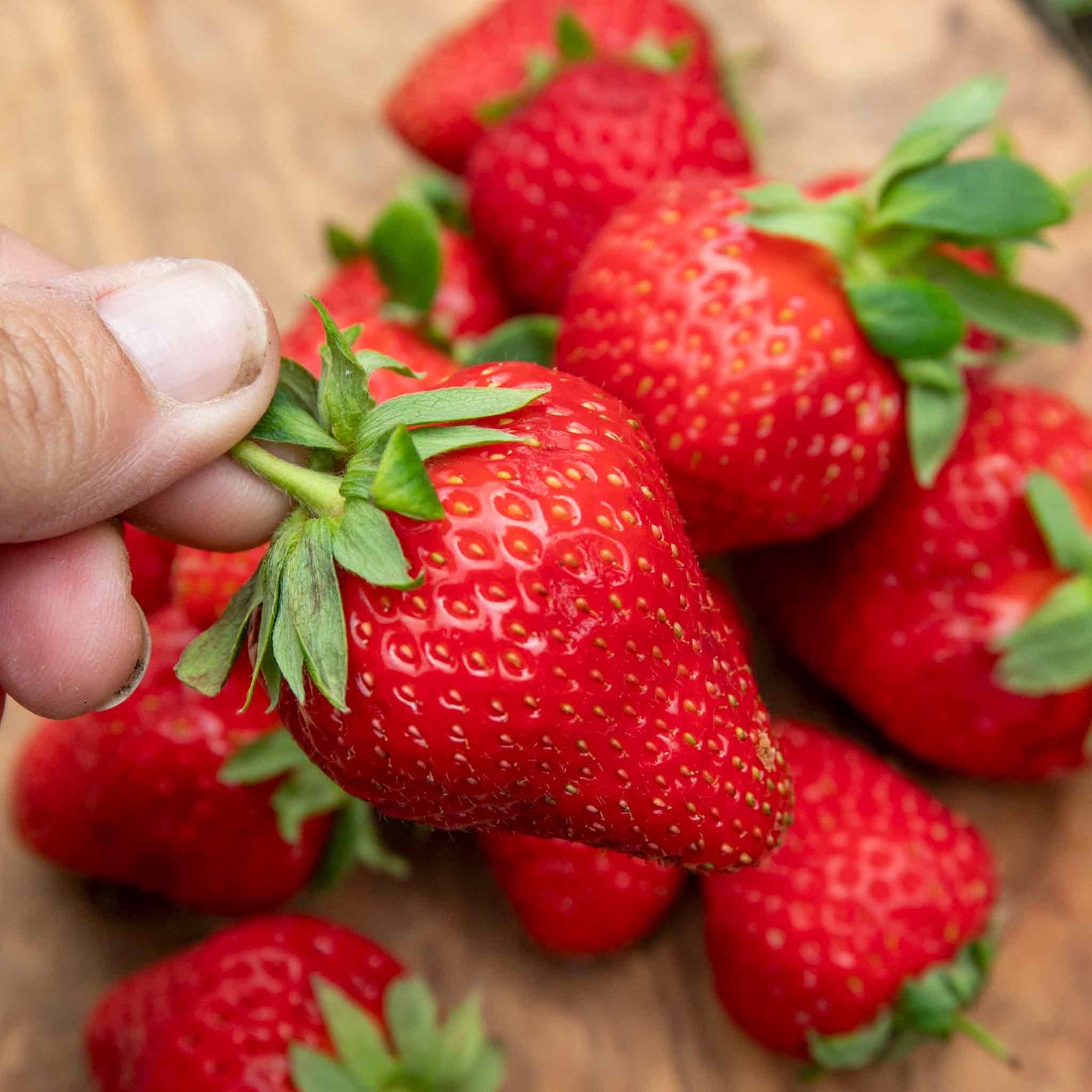 Strawberry Plant Marshmello Plants | 10 x Bare Root | Red
