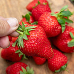 Strawberry Plant Marshmello Plants | 60 x Bare Root | Red