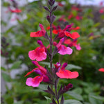 Salvia Microphylla 'wine And Roses' - 9cm Pot | 1 x 9cm | Red