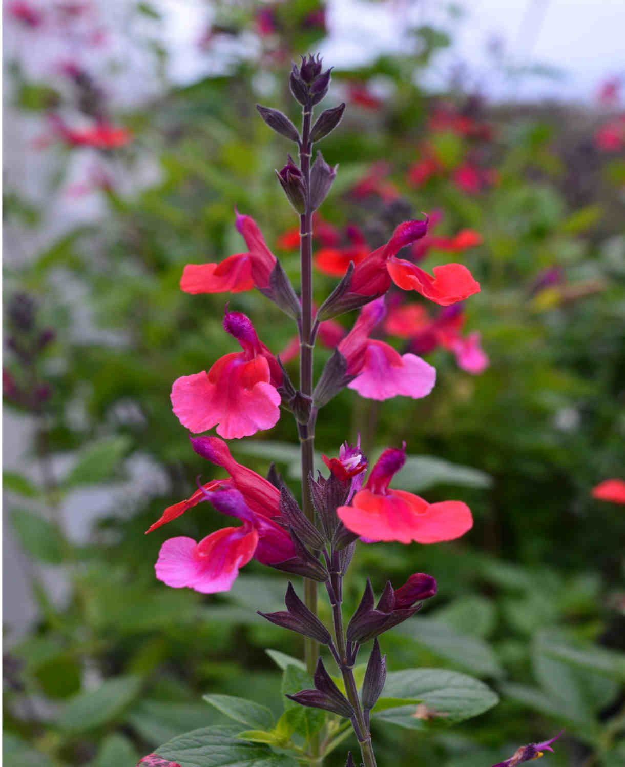 Salvia Microphylla 'wine And Roses' - 9cm Pot | 1 x 9cm | Red