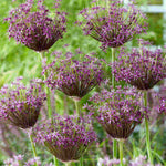 Hayloft Allium 'artisan Mix' 100 Bulbs