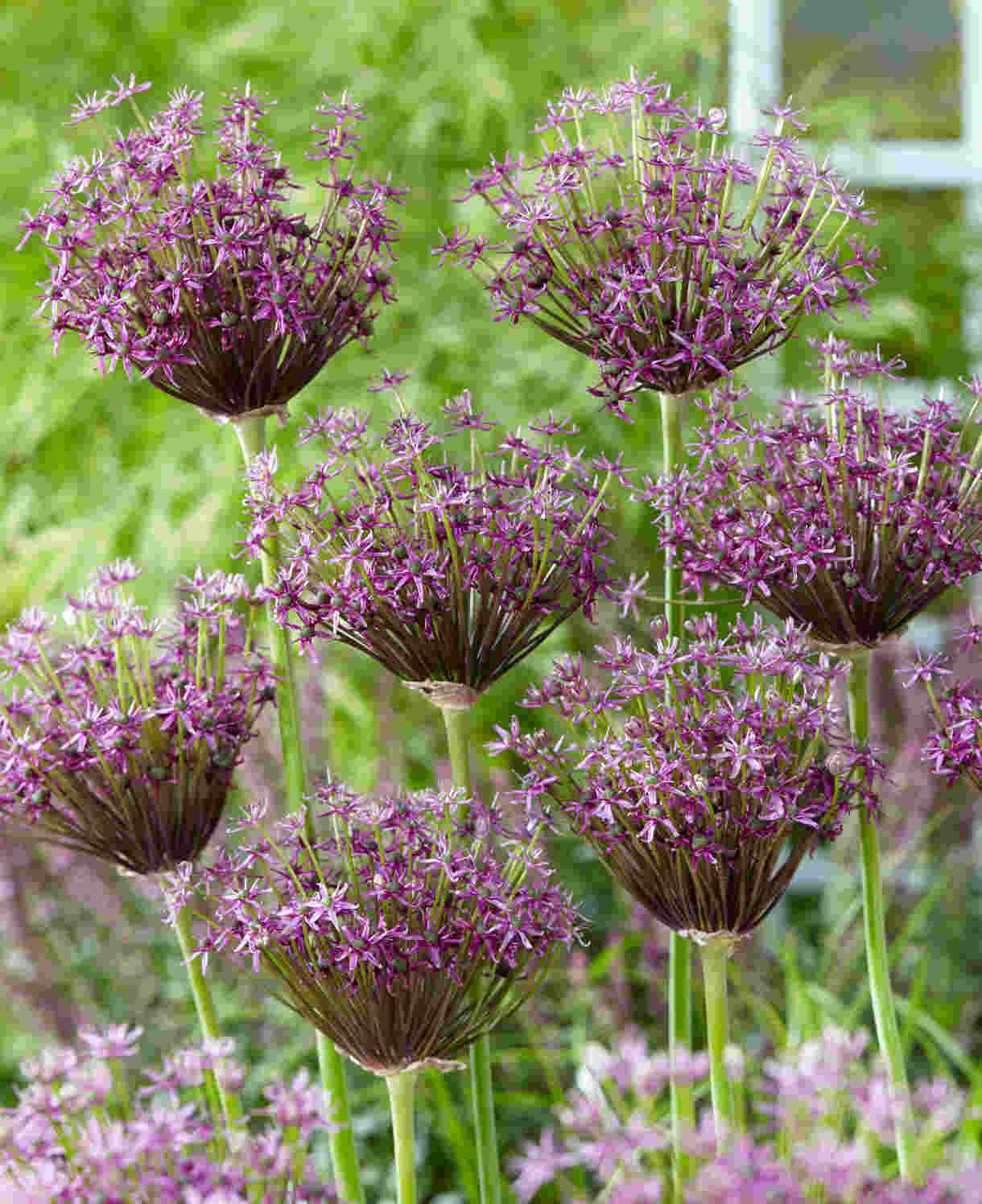 Hayloft Allium 'artisan Mix' 100 Bulbs