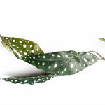 Artificial 110cm Trailing Hanging Begonia Maculata Spotted Plant Realistic