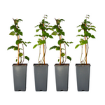 Blackberry Plant - Rubus Fruticosus 'Thornfree' - H50-60cm - ⌀15cm | Set of 4 | Pink