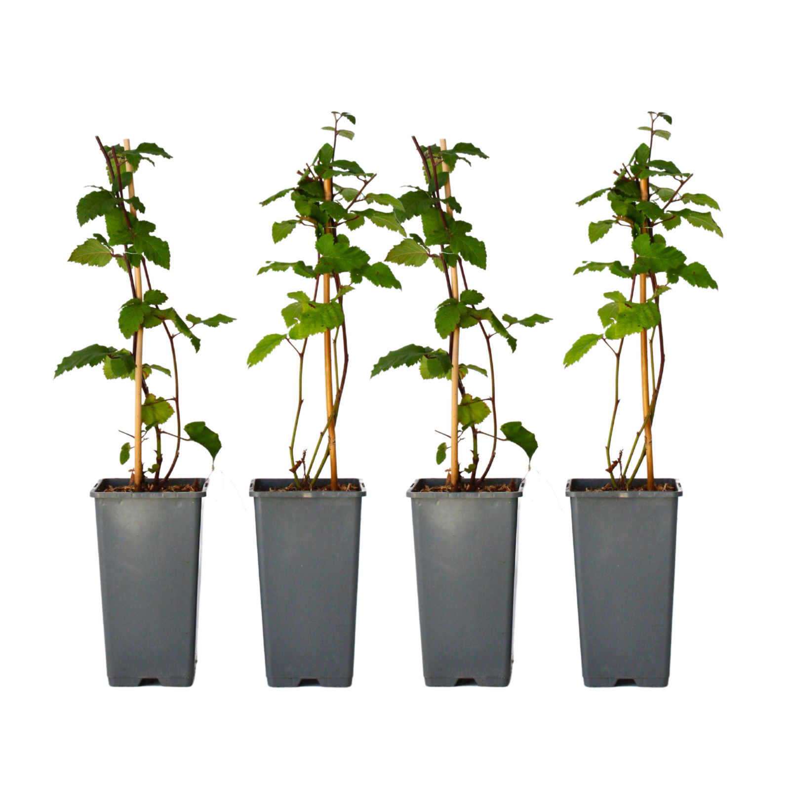 Blackberry Plant - Rubus Fruticosus 'Thornfree' - H50-60cm - ⌀15cm | Set of 4 | Pink