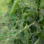 Pea 'ruselargo' – Maincrop, Disease-resistant (multi-sown ) | 12 x Plug Plants | Green