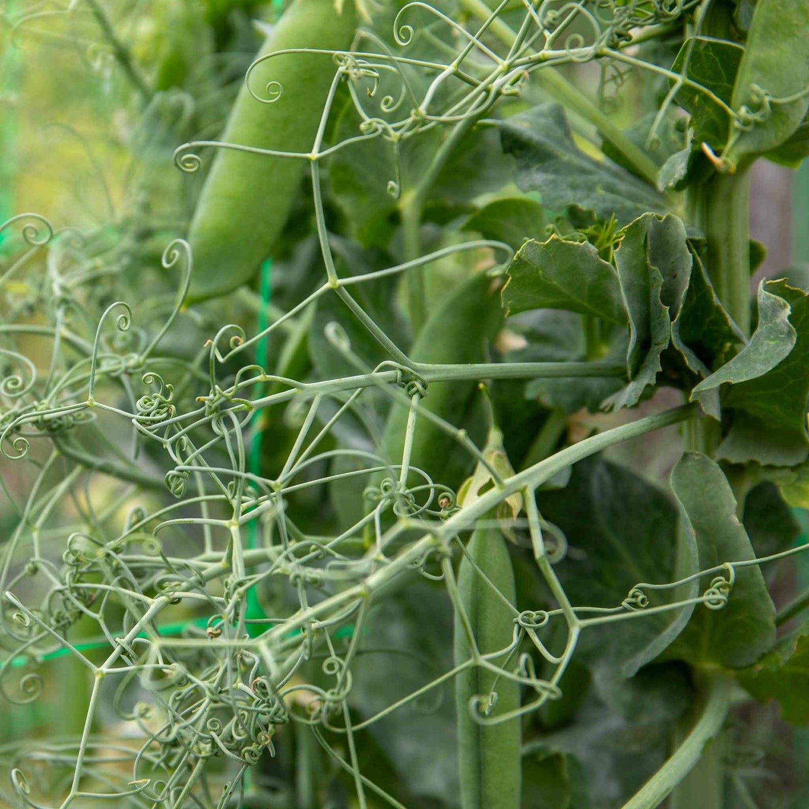 Pea 'ruselargo' – Maincrop, Disease-resistant (multi-sown ) | 12 x Plug Plants | Green
