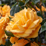 Rose 'golden Beauty' Floribunda (golden-orange, Rhs Agm) | 1 x Bare Root | Orange