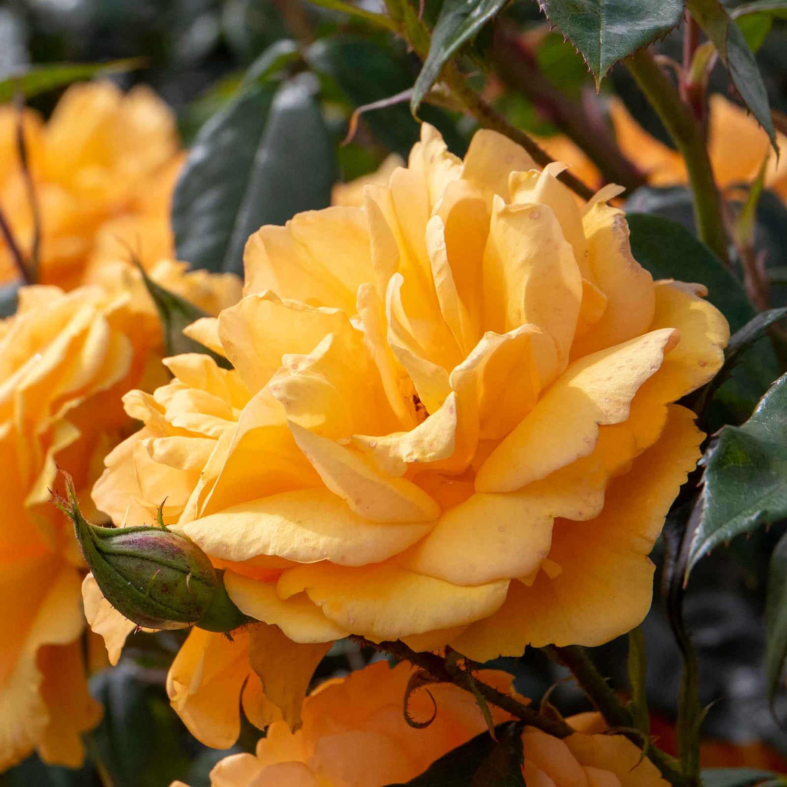 Rose 'golden Beauty' Floribunda (golden-orange, Rhs Agm) | 1 x Bare Root | Orange