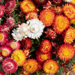 Strawflower 'king Size' Seeds | 250 Seeds