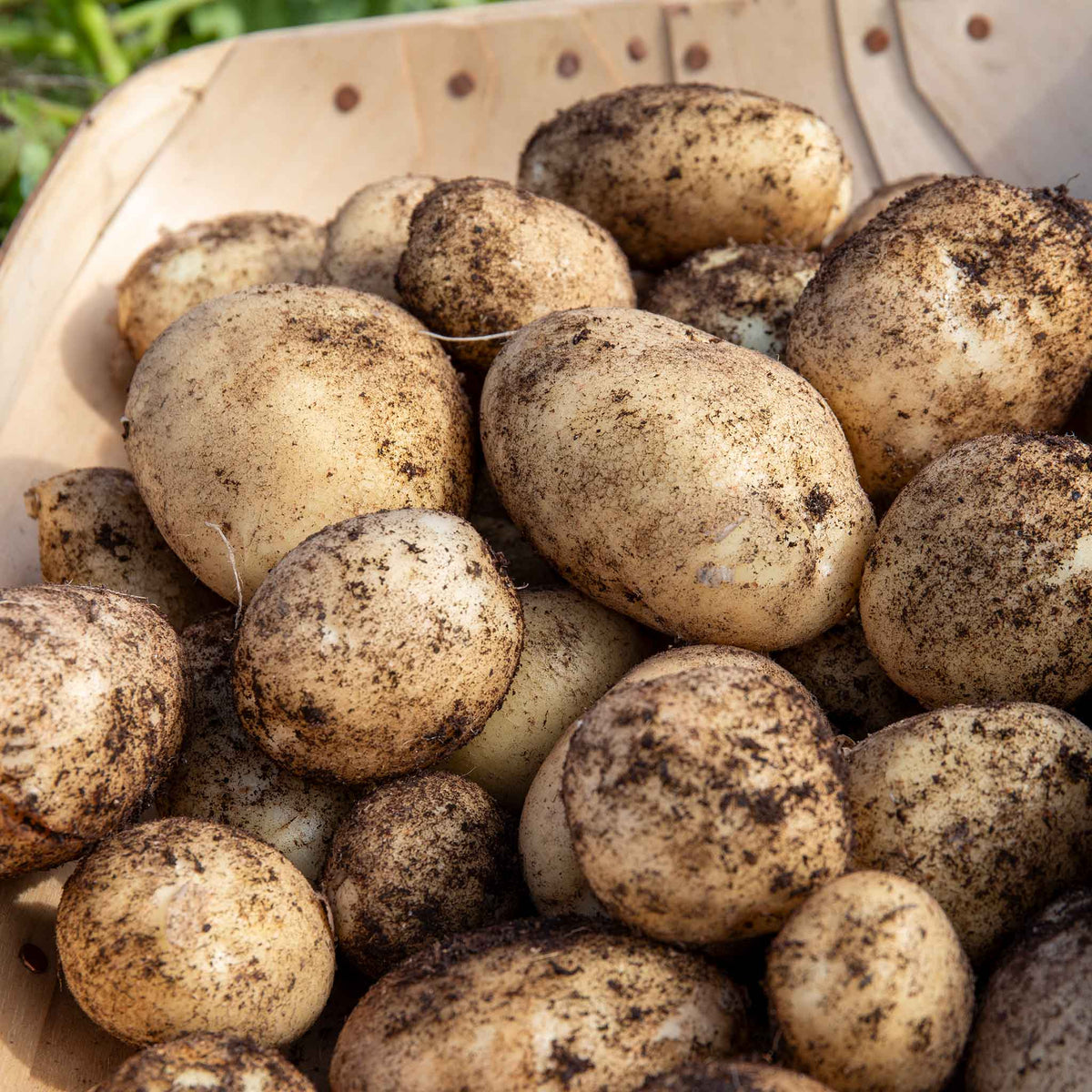 Wilja Seed Potato (first-early To Maincrop) | 1kg | Yellow