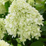 Hydrangea Paniculata Little Spooky - 9cm pots | 1 x 9cm | Light Green