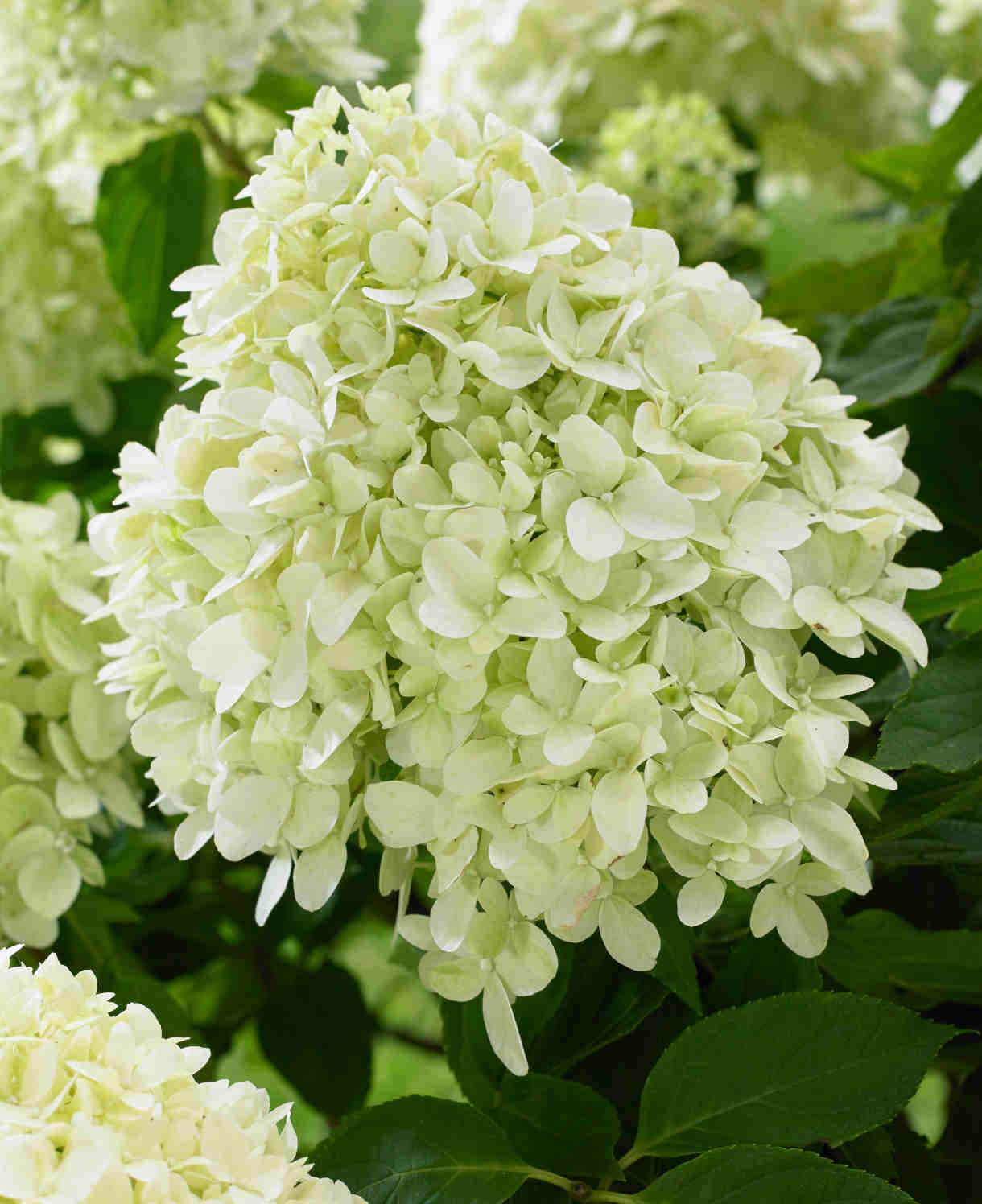 Hydrangea Paniculata Little Spooky - 9cm pots | 1 x 9cm | Light Green