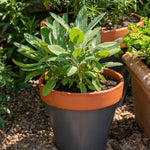 Sage (salvia Officinalis), Hardy Evergreen Culinary Herb, Plants | 1L | Purple & Green
