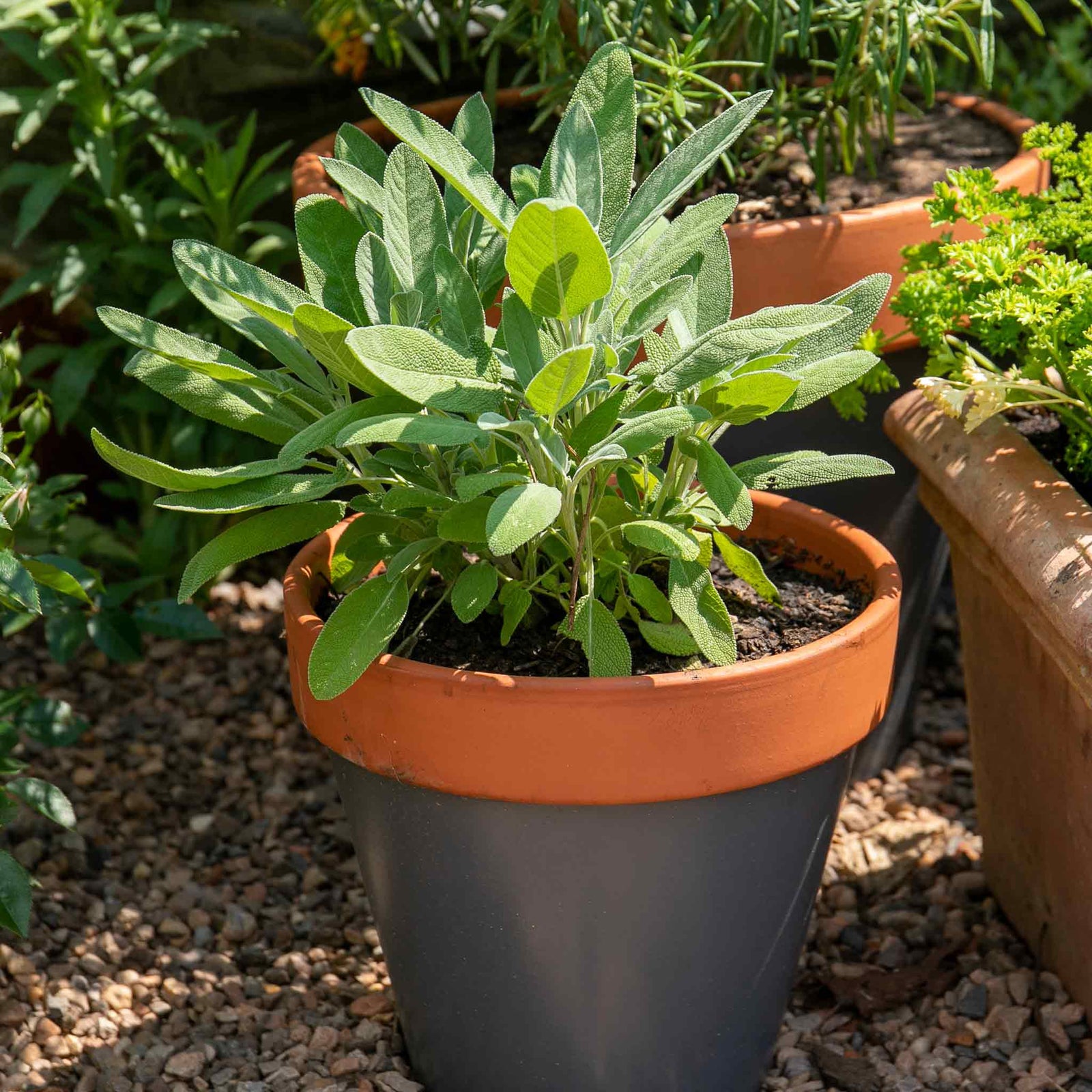 Sage (salvia Officinalis), Hardy Evergreen Culinary Herb, Plants | 1L | Purple & Green