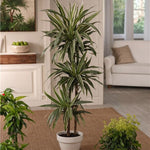 Dragon Tree - 2 Pcs. - Dracaena Deremensis 'warneckei' - Height 60-70cm - ⌀17cm | Set of 2 | Green