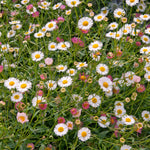 Erigeron Karvinskianus 'stallone' Profusion Groundcover | 20 x Pro Grower Plugs