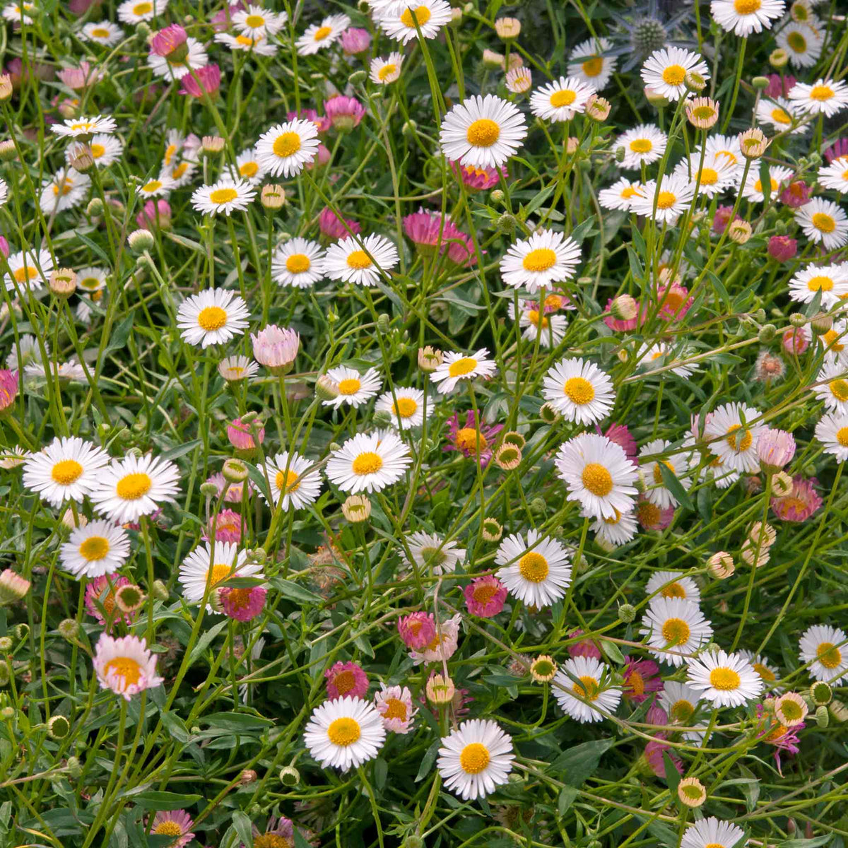 Erigeron Karvinskianus 'stallone' Profusion Groundcover | 3 x Jumbo Plugs