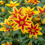 Bidens 'blazing Star' - Compact, Long-flowering Bedding Plant | 12 x Plug Plants | Orange