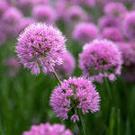 Allium Millennium - Purple Ornamental Onion, 45cm | 1 x 2L | Pink