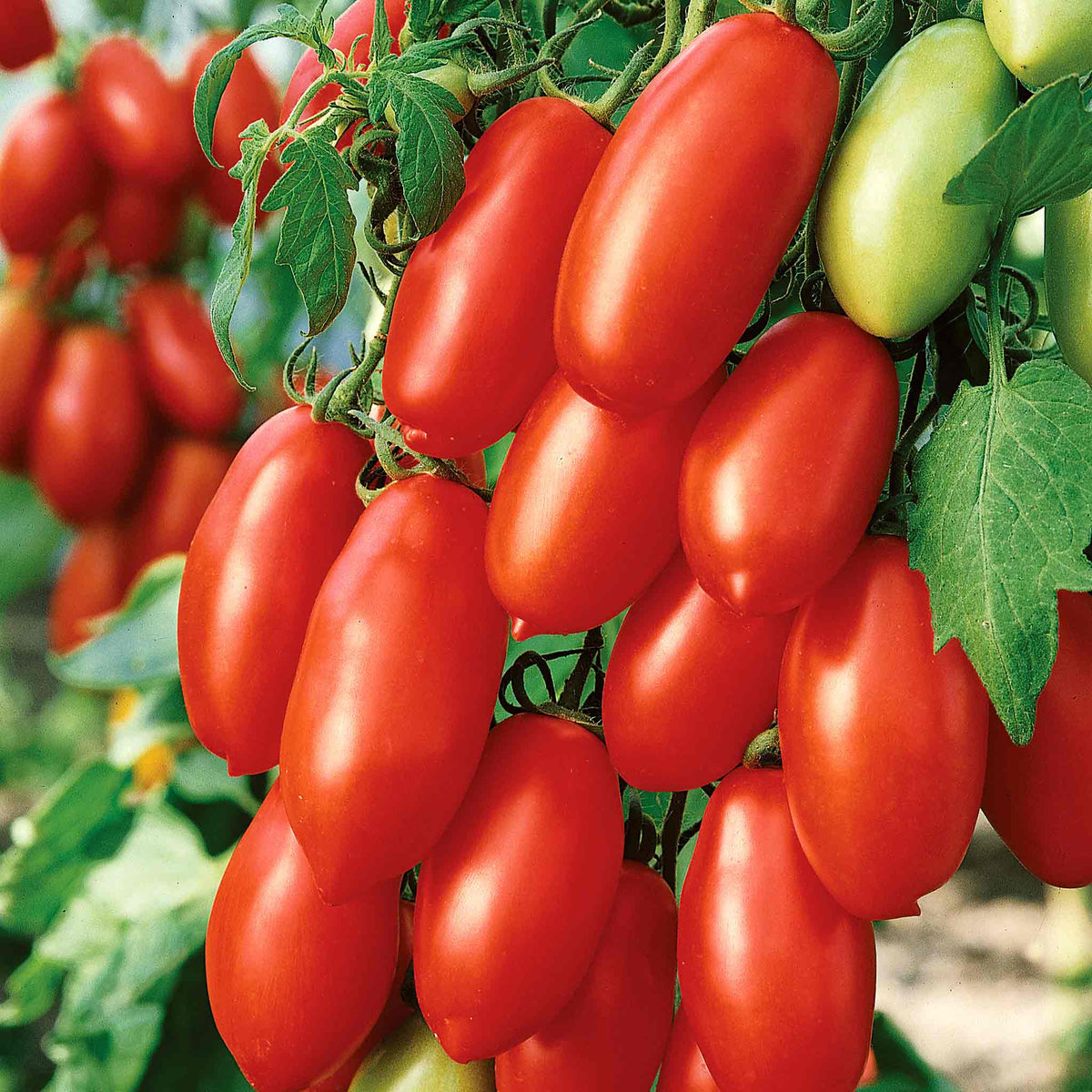 Cordon Tomato Plant 'san Marzano' - Classic Italian Plum Variety | Set of 6