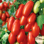 Cordon Tomato Plant 'san Marzano' - Classic Italian Plum Variety Jumbo Plugs | Set of 6