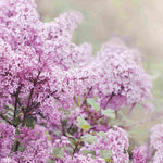 Hayloft Pretty Pink Shrub Collection - 9cm Pots