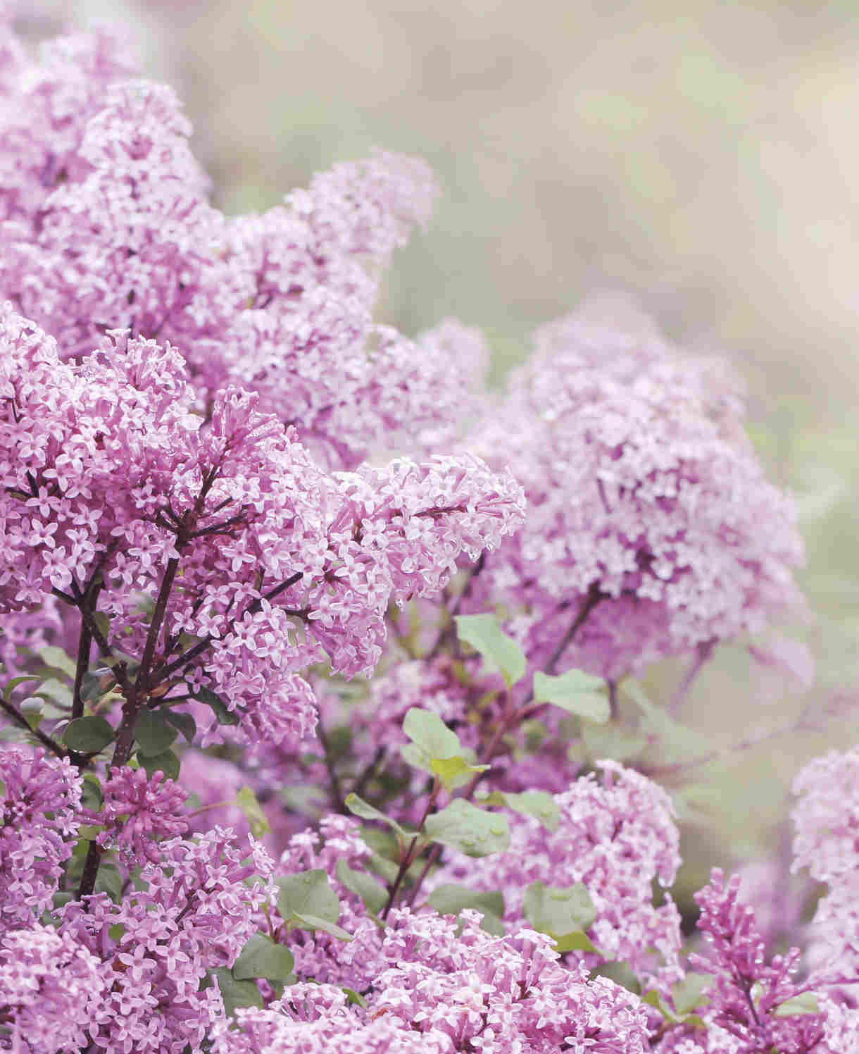 Hayloft Pretty Pink Shrub Collection - 9cm Pots