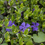 Vinca Minor 'ralph Shugart' Variegated Evergreen Groundcover | Set of 1 | Purple & Green