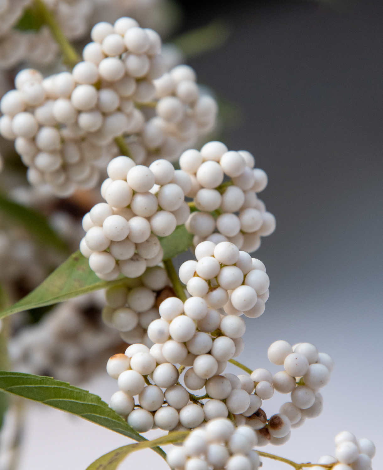 Callicarpa Bodinieri Magical Snow Queen - 9cm pots | 3 x 9cm | Light Pink