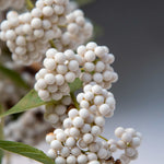 Callicarpa Bodinieri Magical Snow Queen - 9cm pots | 1 x 9cm | Light Pink
