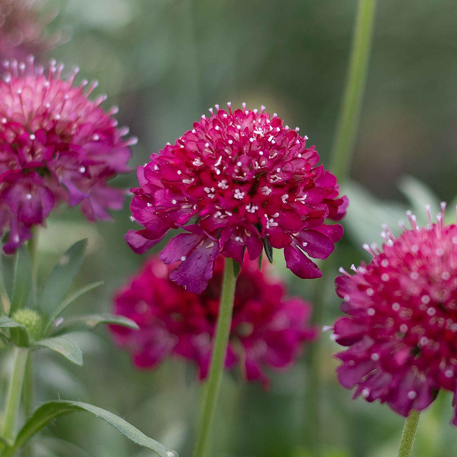 Scabious 'raspberry Scoop' Deep Wine-red Perennial 60-75cm | 12 x Plug Plants | Deep Red