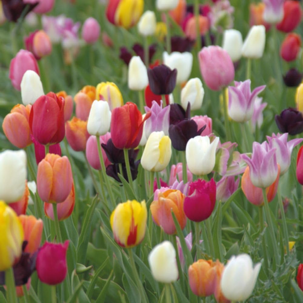 Tulip Miniature Everlasting Mix Bulbs | 8 x Bulbs
