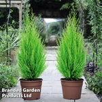 Thompson & Morgan Cupressus Goldcrest Wilma - 4 Plants