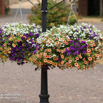 Fruit Salad Preplanted Hanging Basket | 25cm